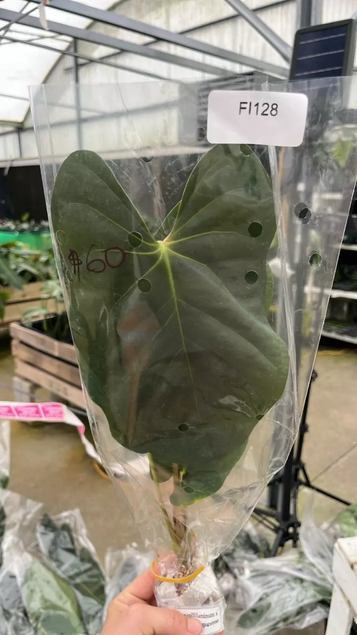 FI128 Papillilaminum x cerrocampanense thumbnail