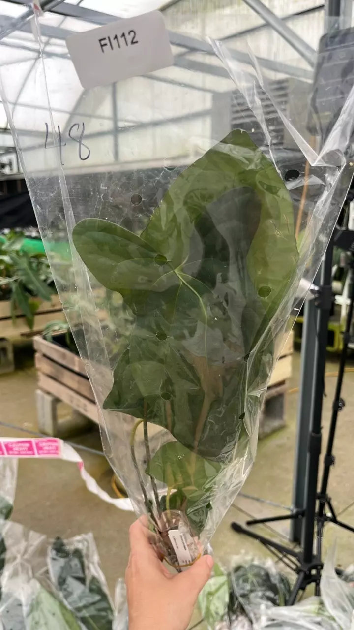 FI112 Anth Luis’s Mustache (papillilaminum x pinkleyi) thumbnail