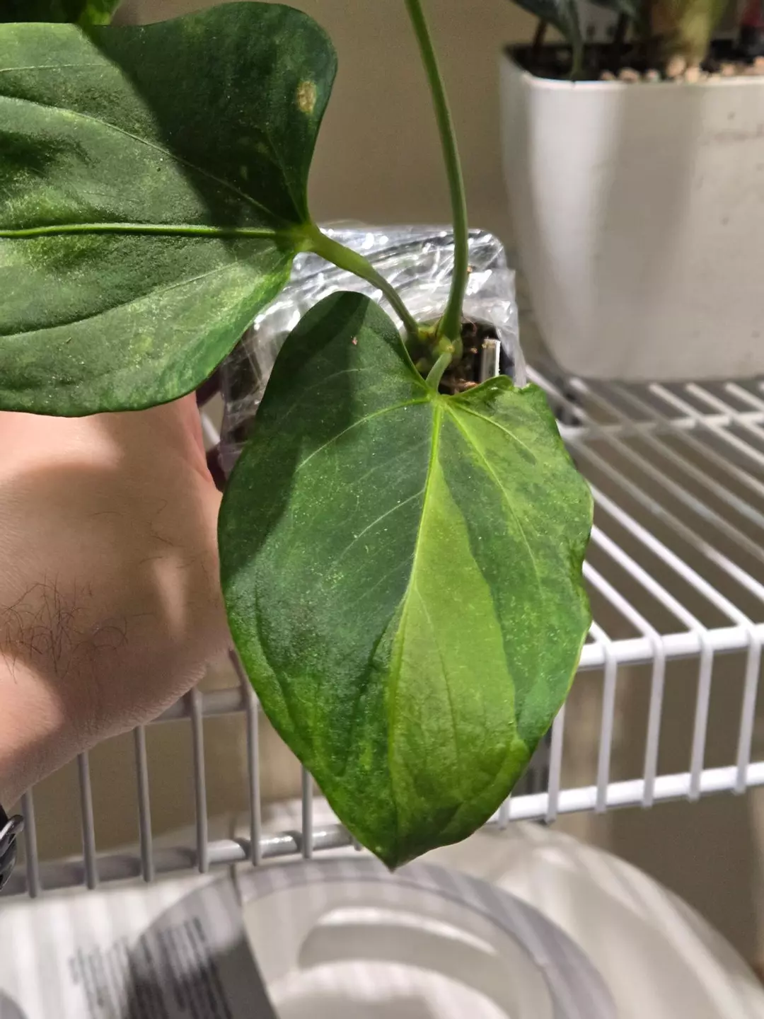 0025 Variegated KOS x Portillae thumbnail