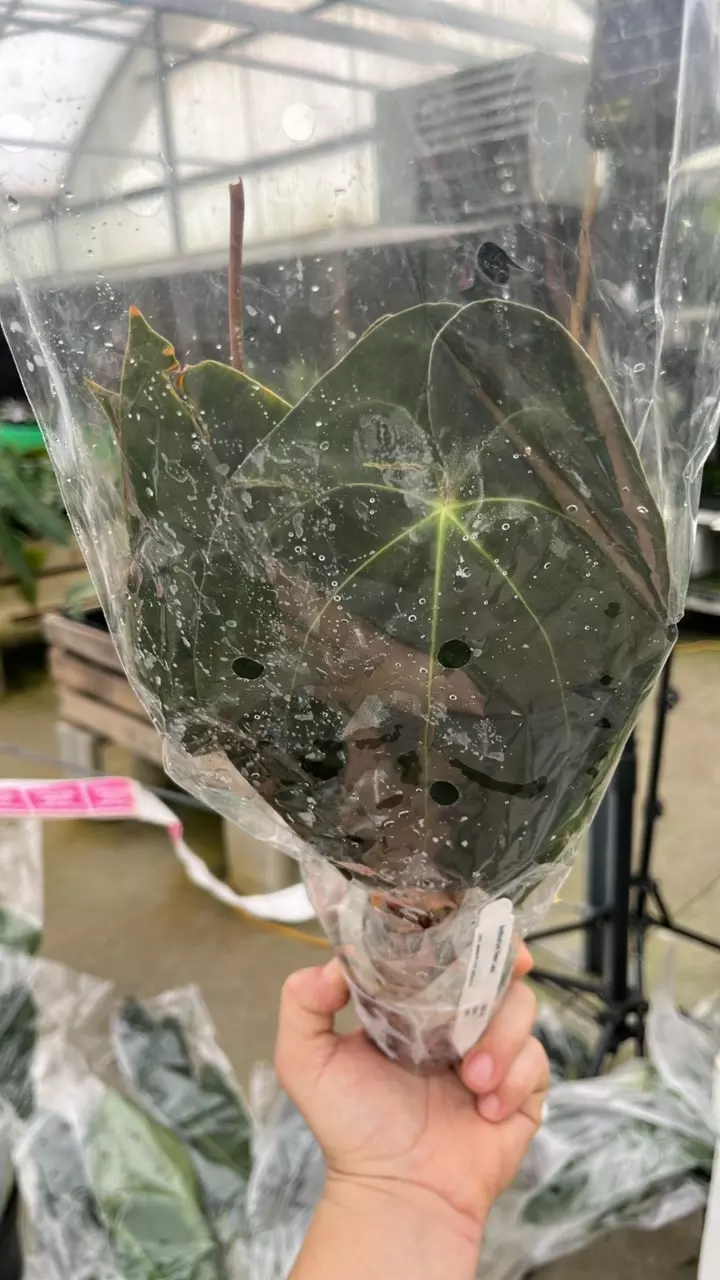 FI134 Anth Neon Lace thumbnail