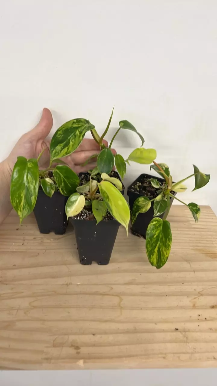 Philodendron Florida Beauty *FLASH SALE* *Growers Choice* thumbnail