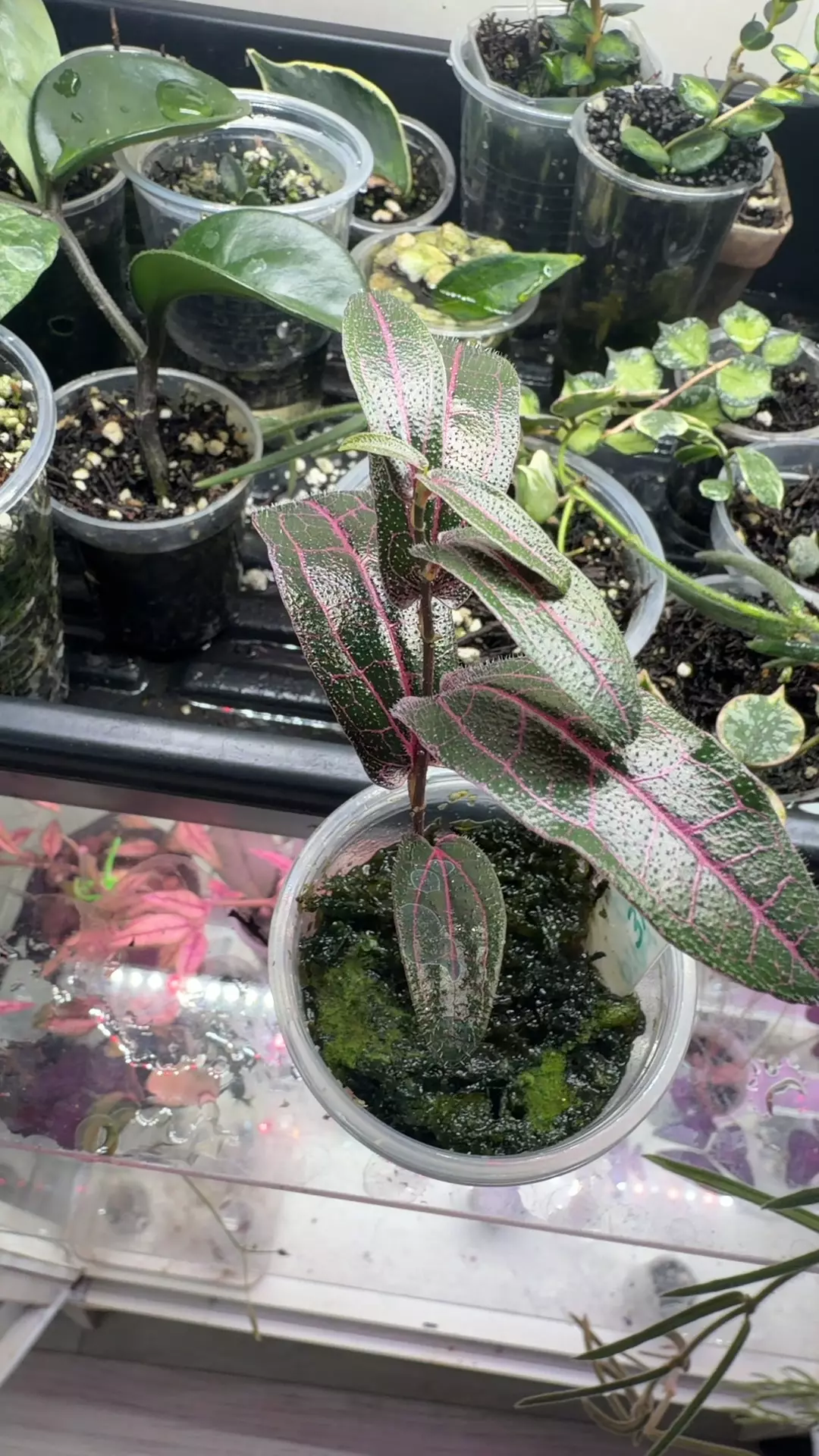 rare pink Piper Kalimantan thumbnail