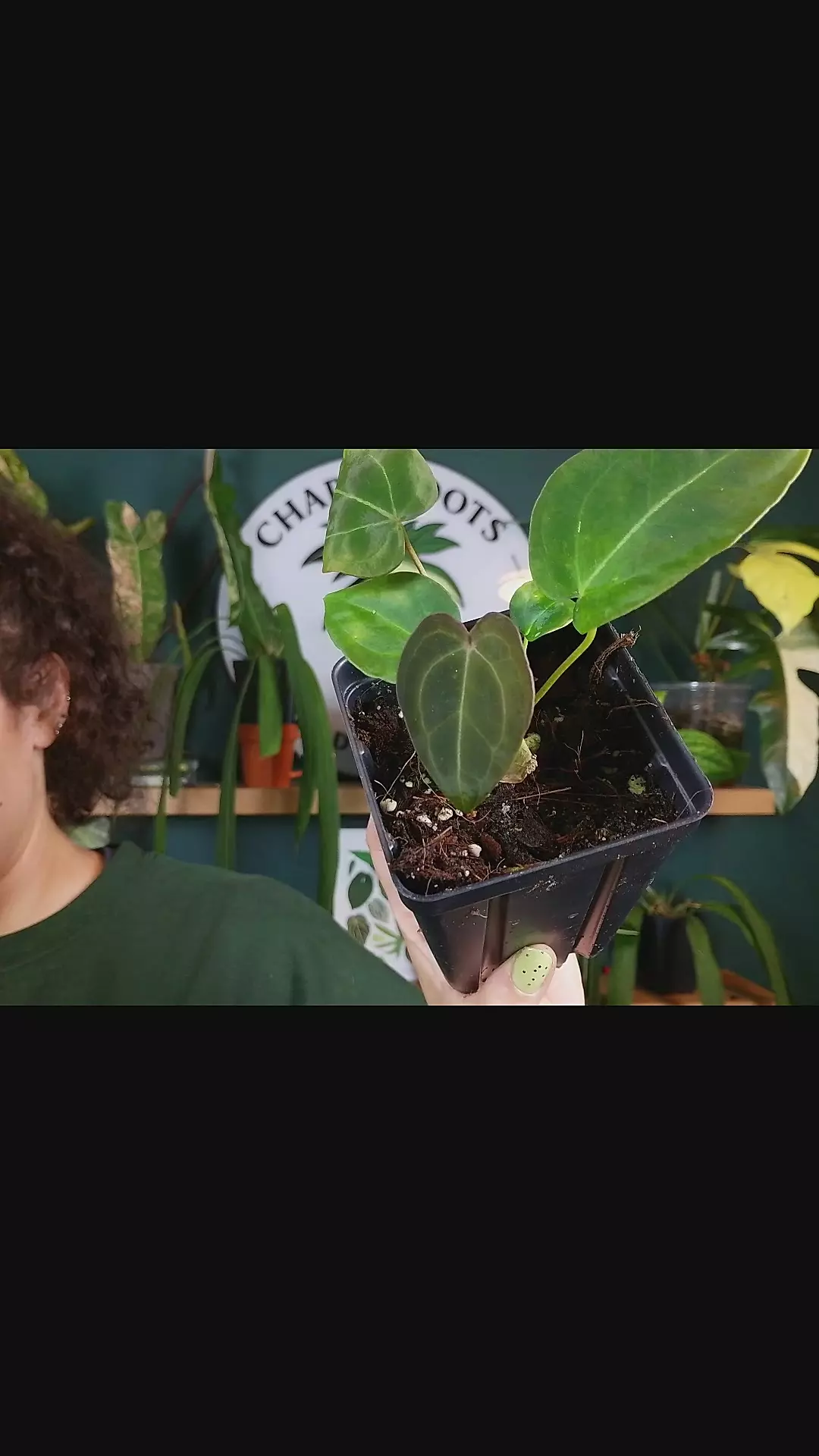 anthurium mag x forgetti thumbnail