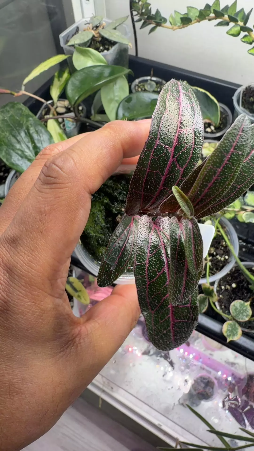 rare pink Piper Kalimantan thumbnail