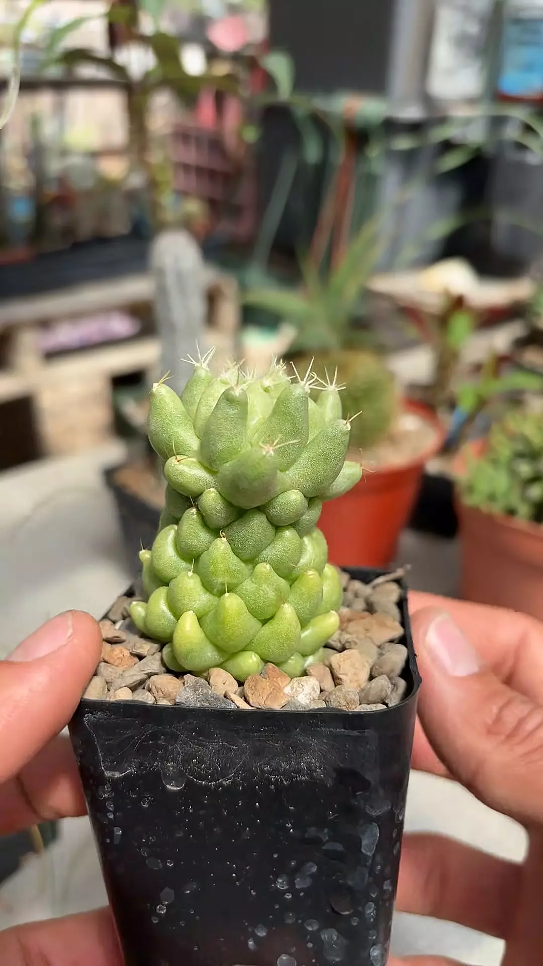 Mamm longimama monstrose thumbnail