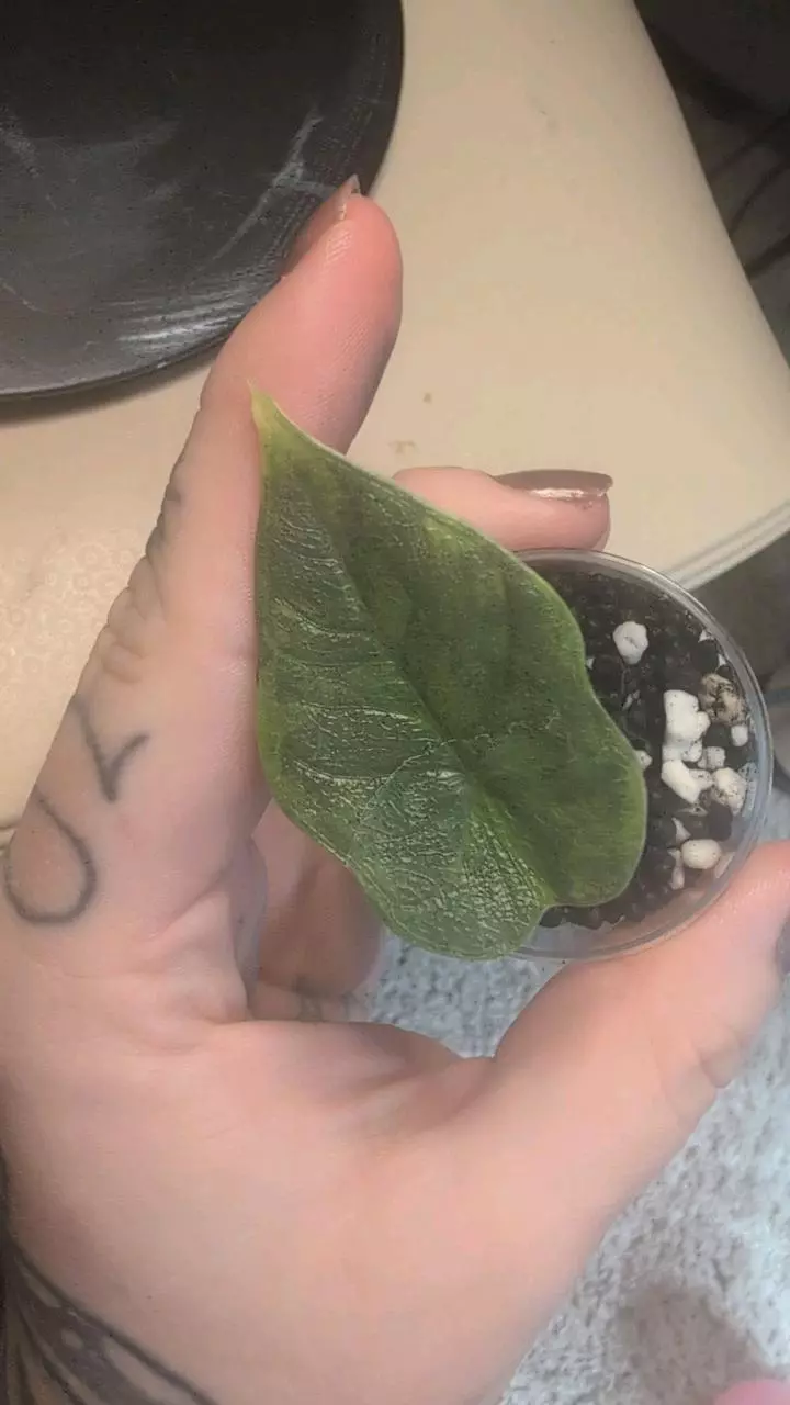 melo gog pup thumbnail