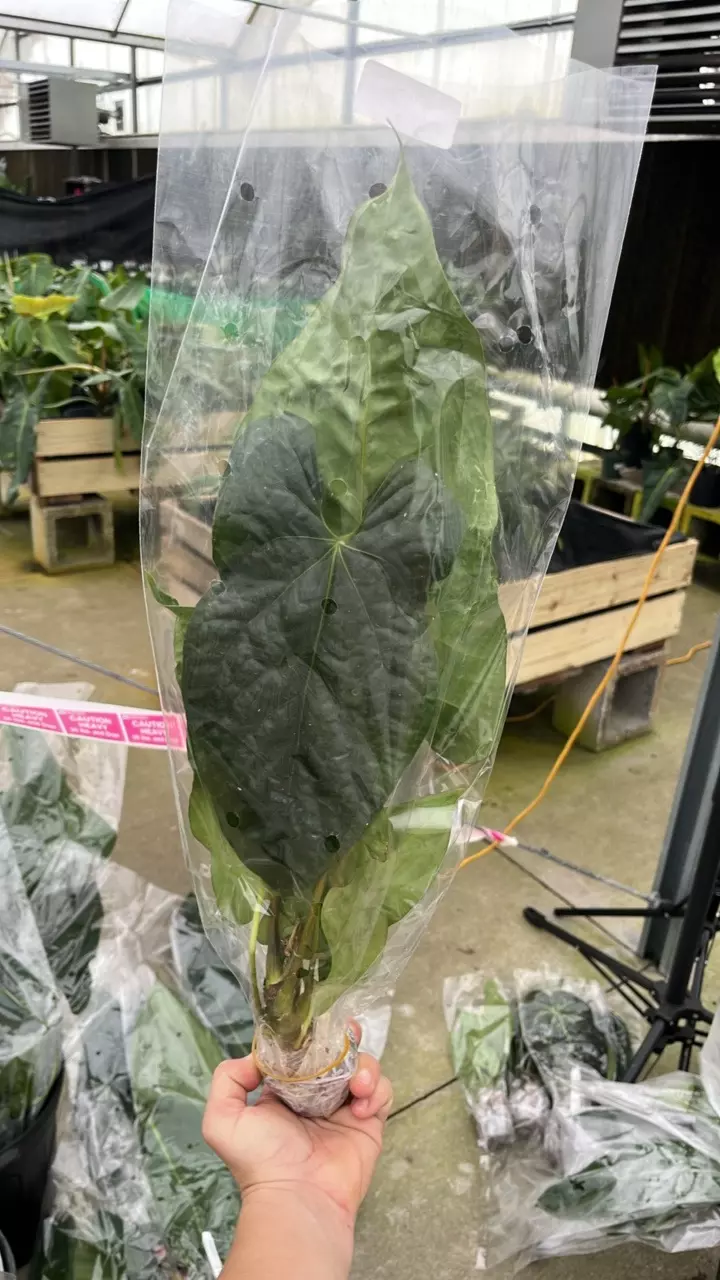 fi118 Anth Nigrolaminum gigante x dressleri thumbnail