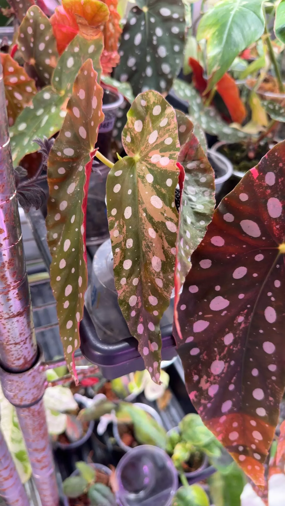 Begonia Maculata pink var thumbnail