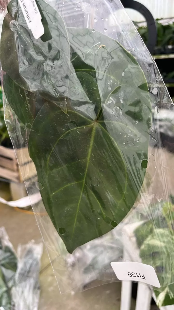 FI139 Anth Magnificent Dress thumbnail