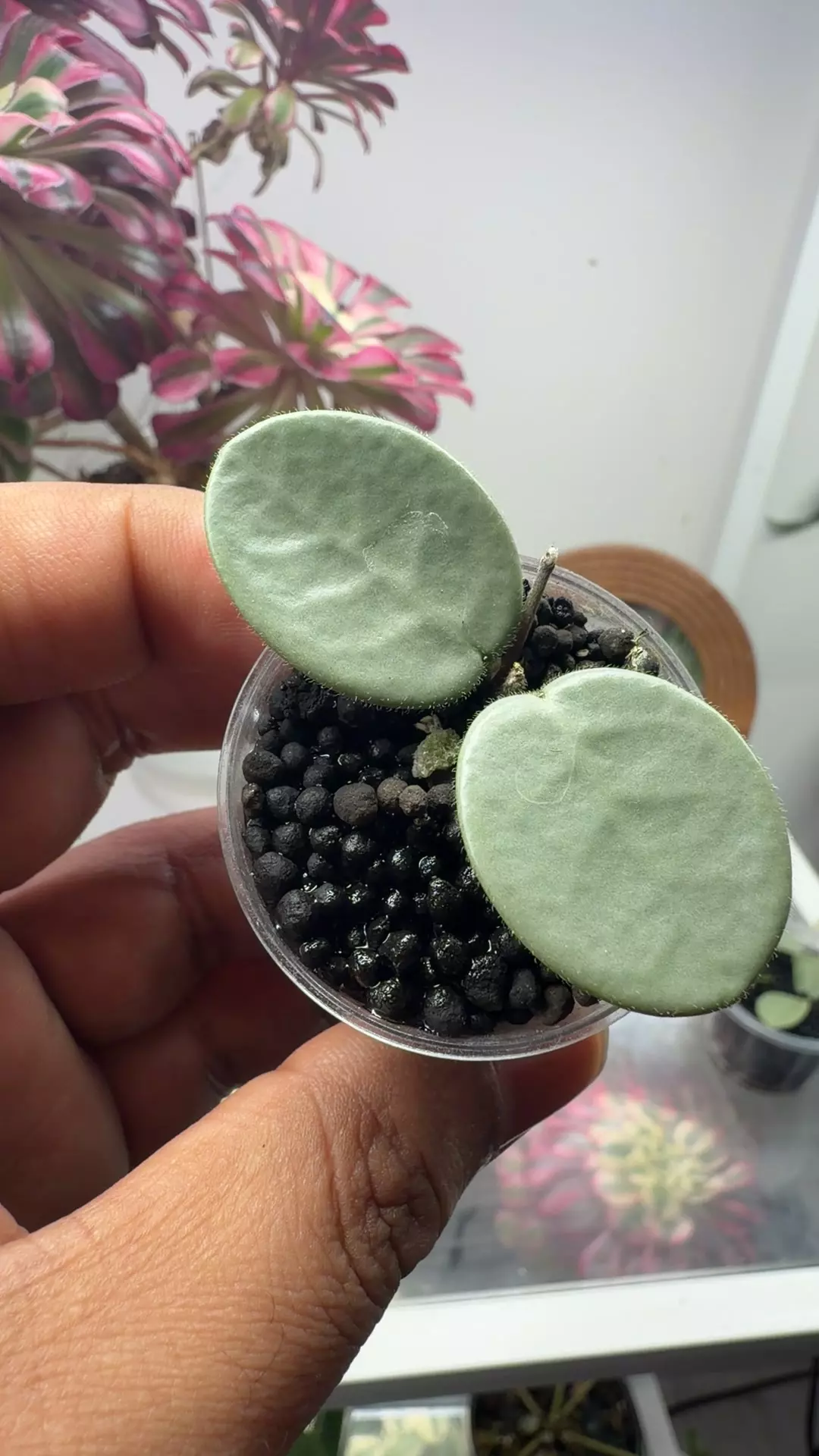 Hoya Mathilde grey fairy rooted with new growth thumbnail