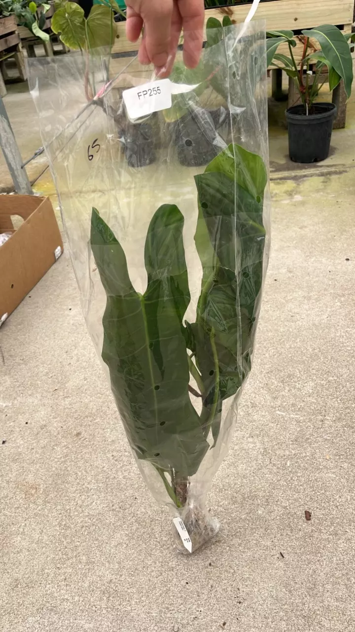 FP255 Philo pinnatilobum aff x Jose Buono big thumbnail