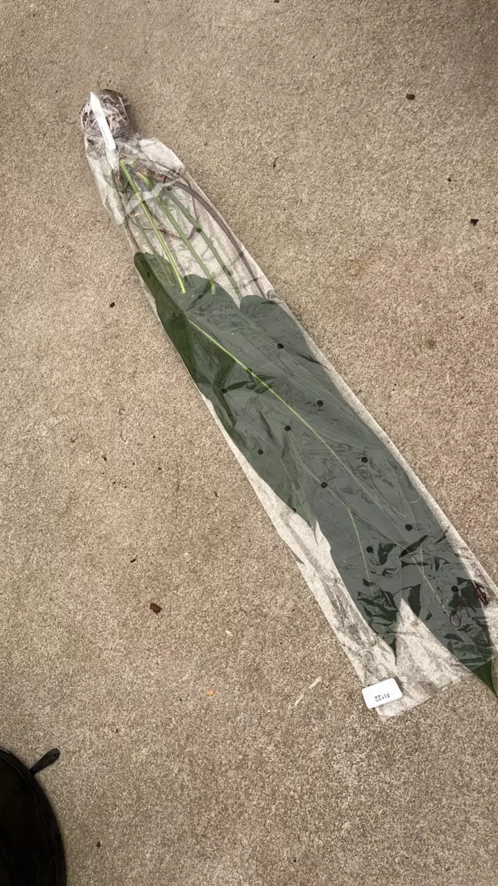 FI122 Philodendron Amazon Spirit BIG thumbnail