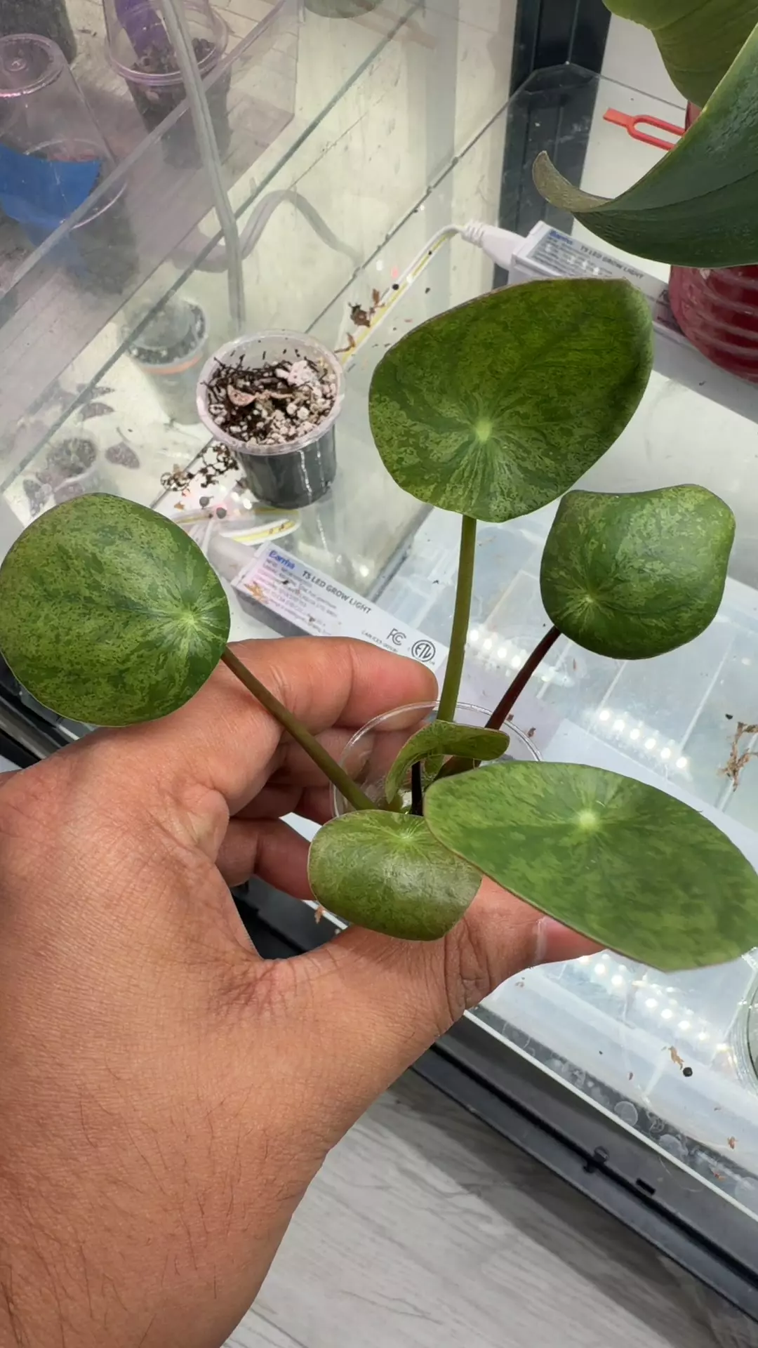 variegated pilea thumbnail