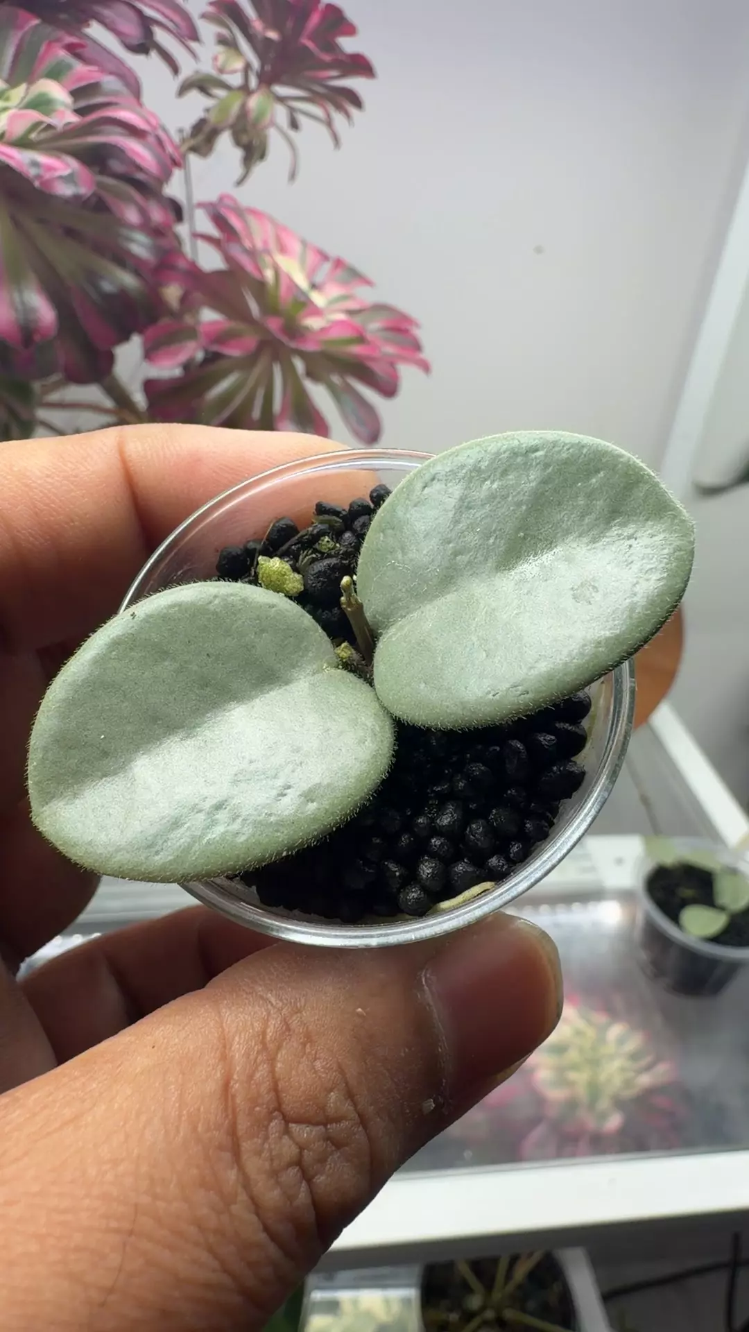 Hoya Mathilde grey fairy rooted with new growth thumbnail