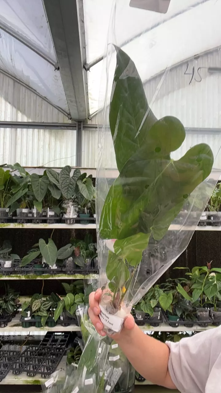 fi200 Anth violins cf Foot thumbnail