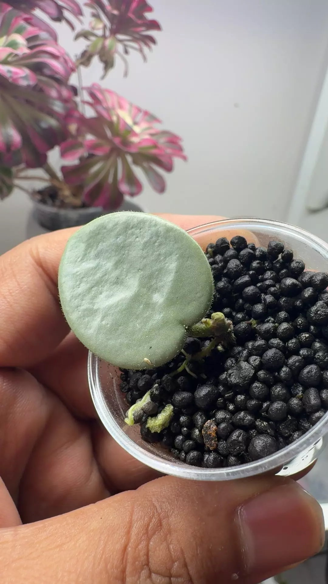Hoya Grey fairy rooted with active gp thumbnail