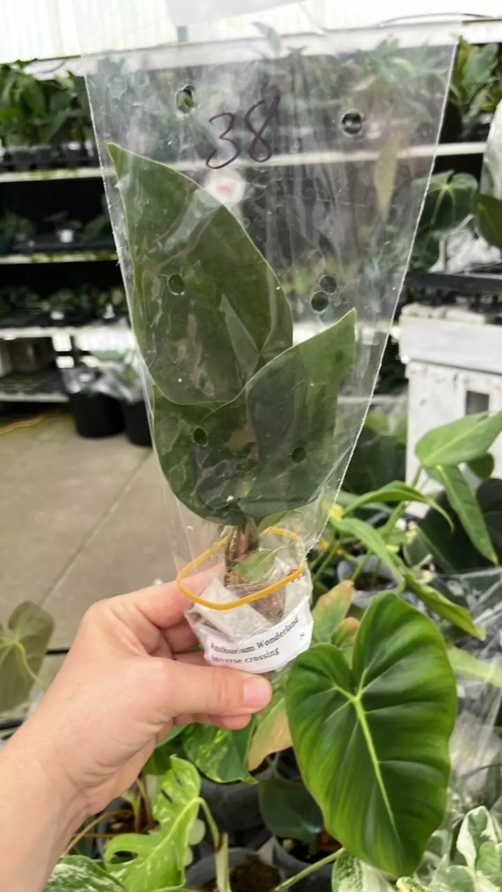 FI117 Anth Wonderland IC thumbnail