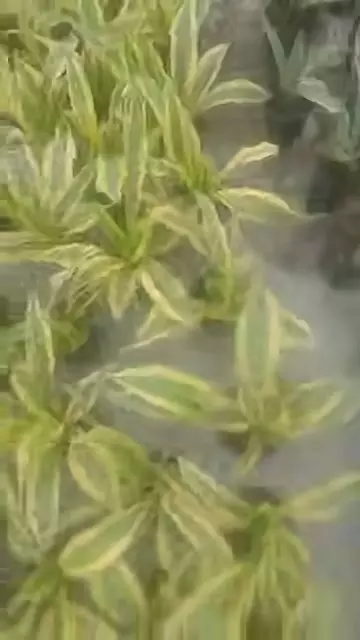 sansevieria yellowstone thumbnail