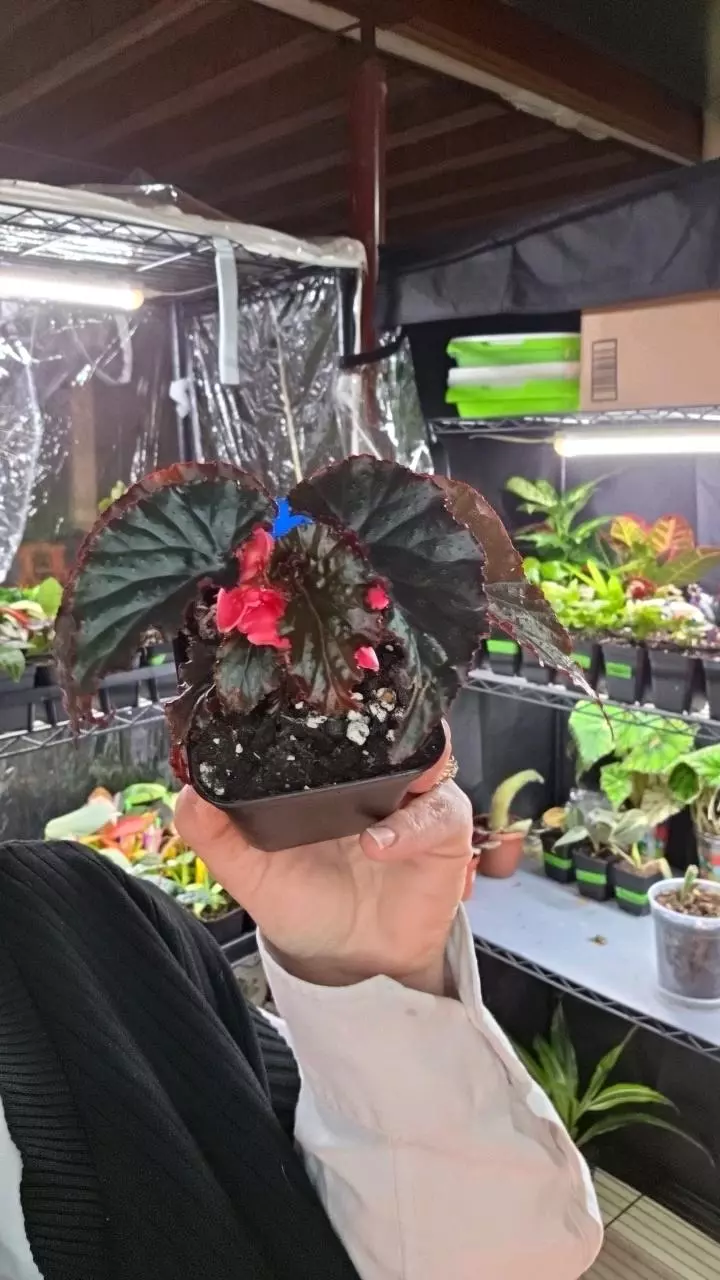 Black Magic Begonia thumbnail