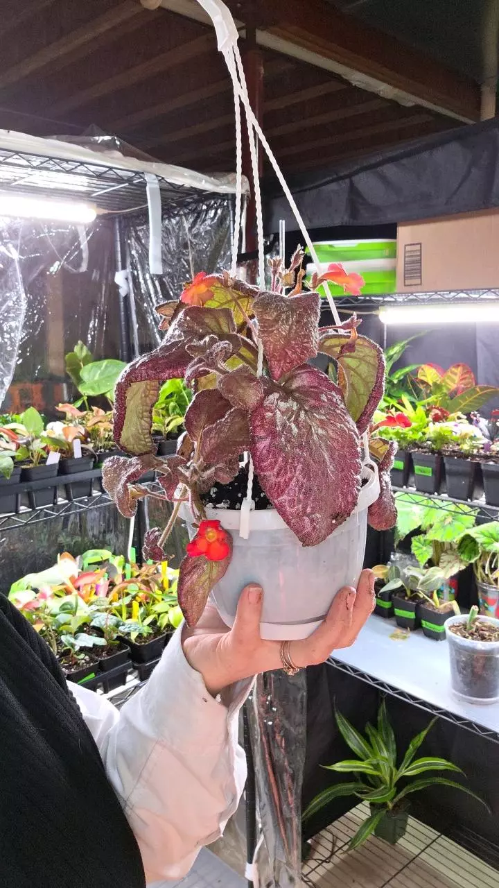Pink Episcia thumbnail