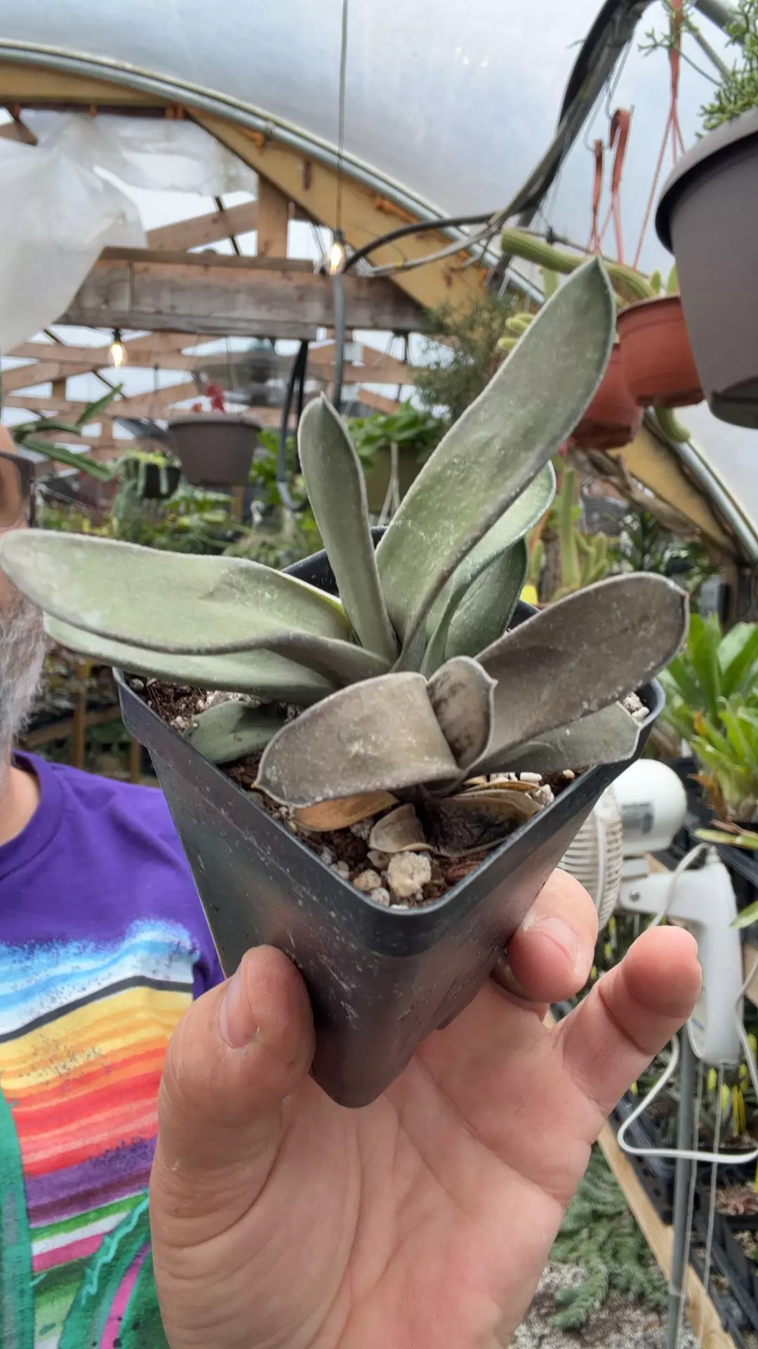 Gasteria ‘Platinum’ thumbnail