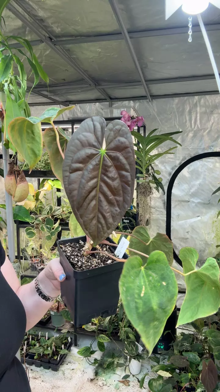 1139: Blue Pap x RG Dressleri cataphyll thumbnail