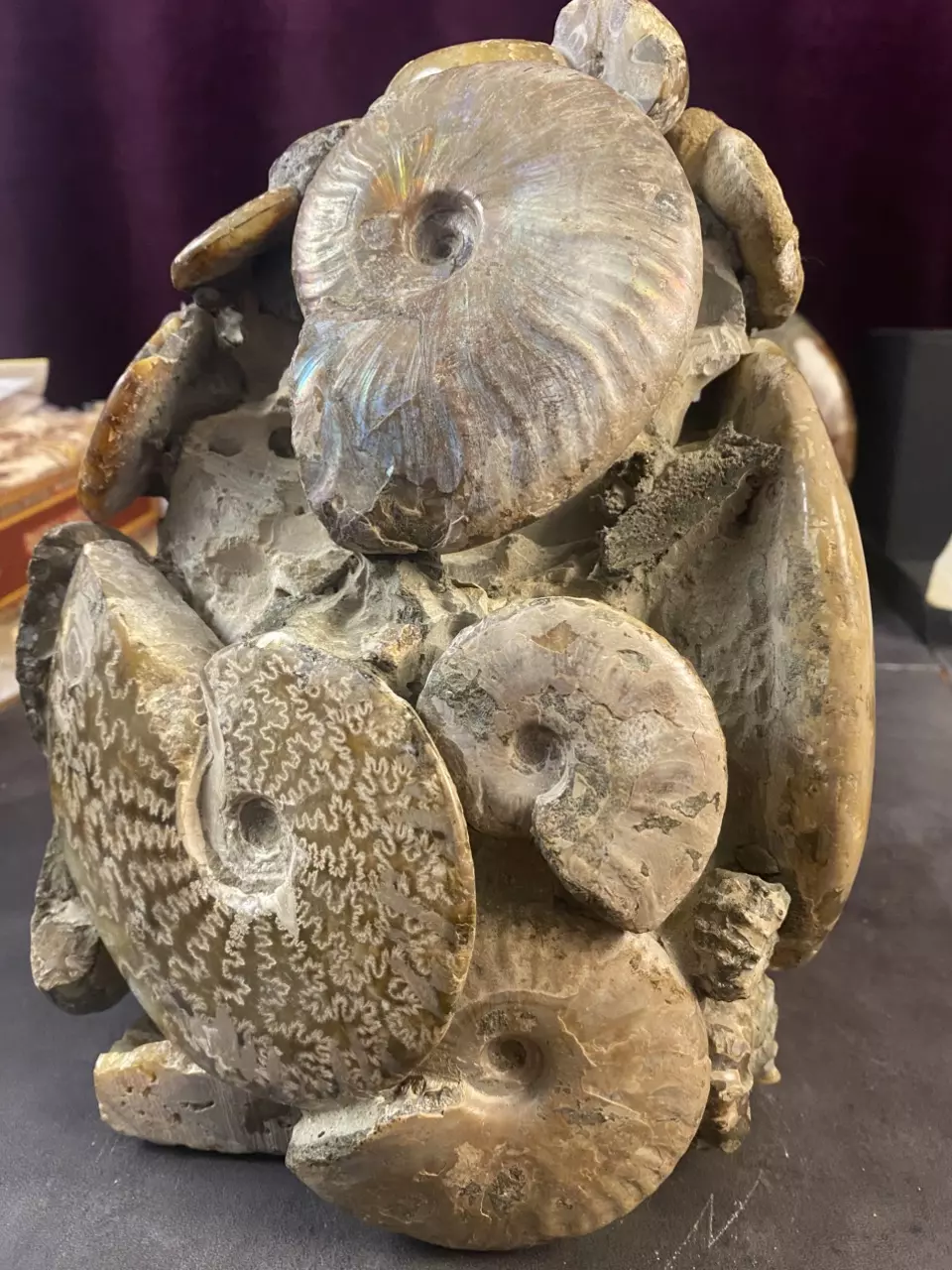 HALF PRICE Meg Pellet Ammonite Cluster REPAIR was $600 thumbnail