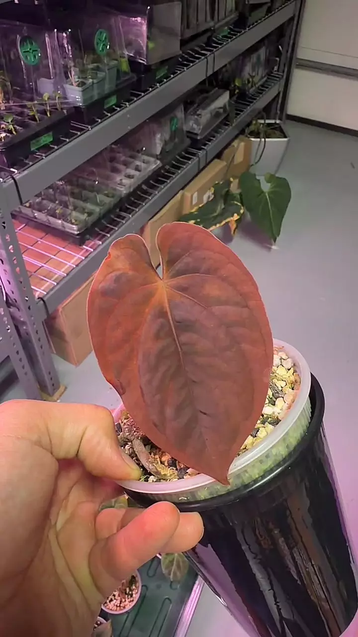 Orange-Vein BVEP (RxF F2) thumbnail