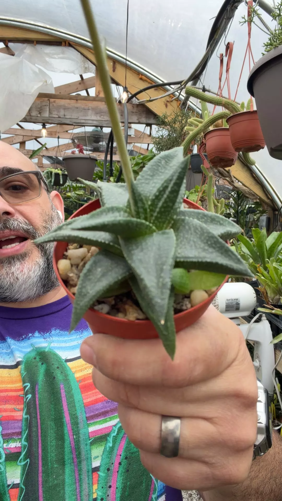 G nitida v nitida thumbnail