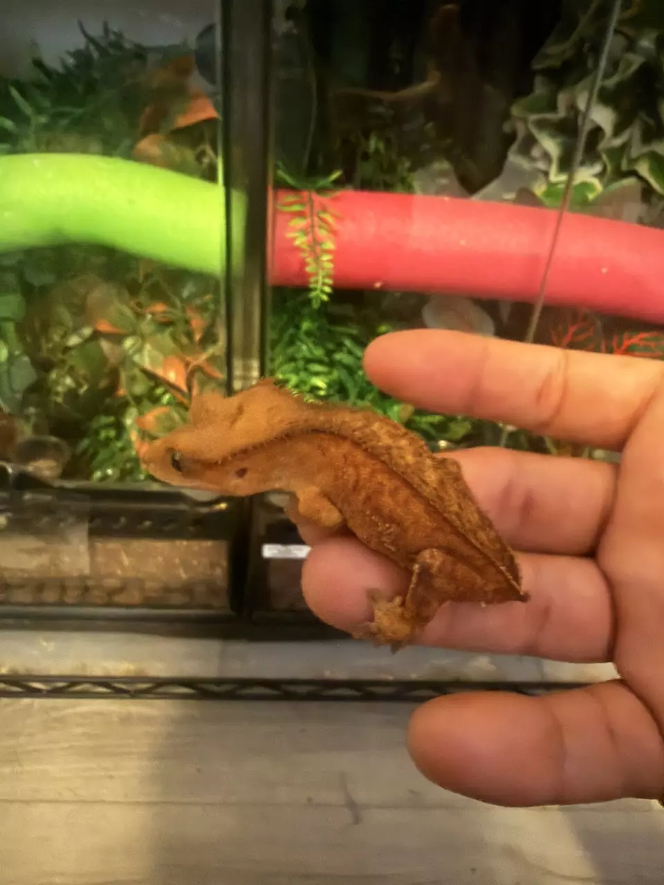 tangerine base thumbnail