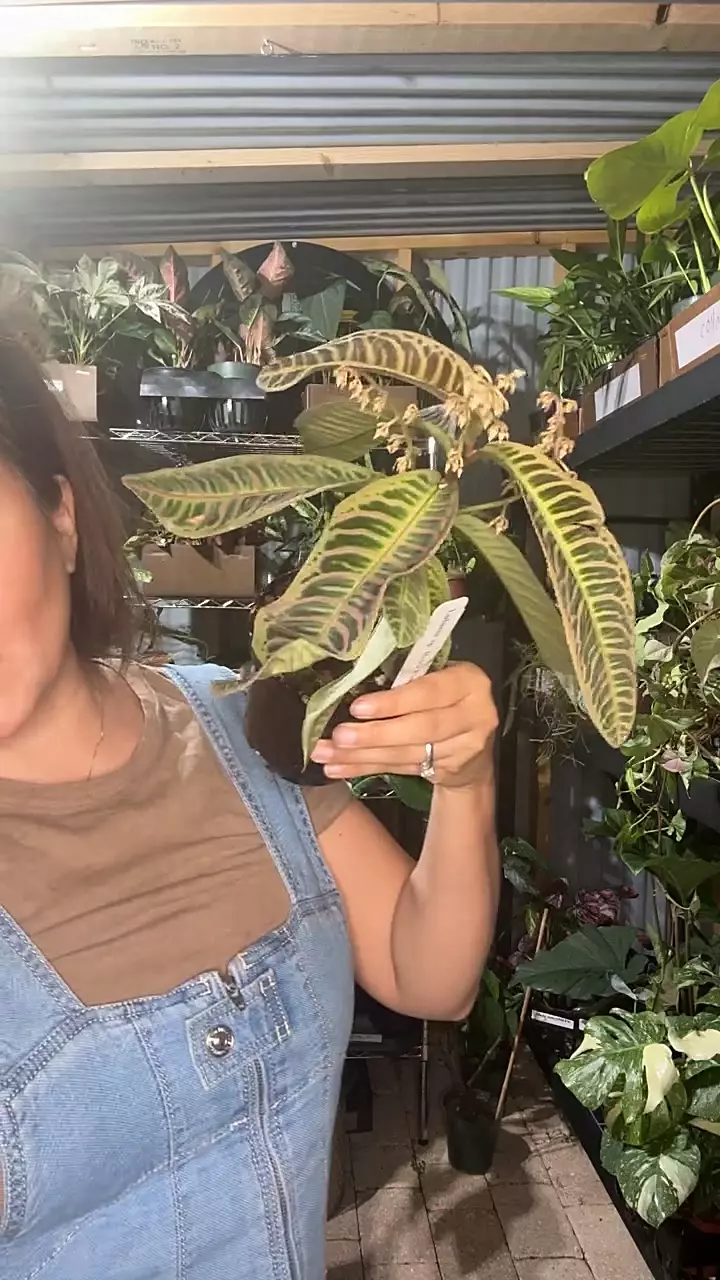 4” pink riau thumbnail