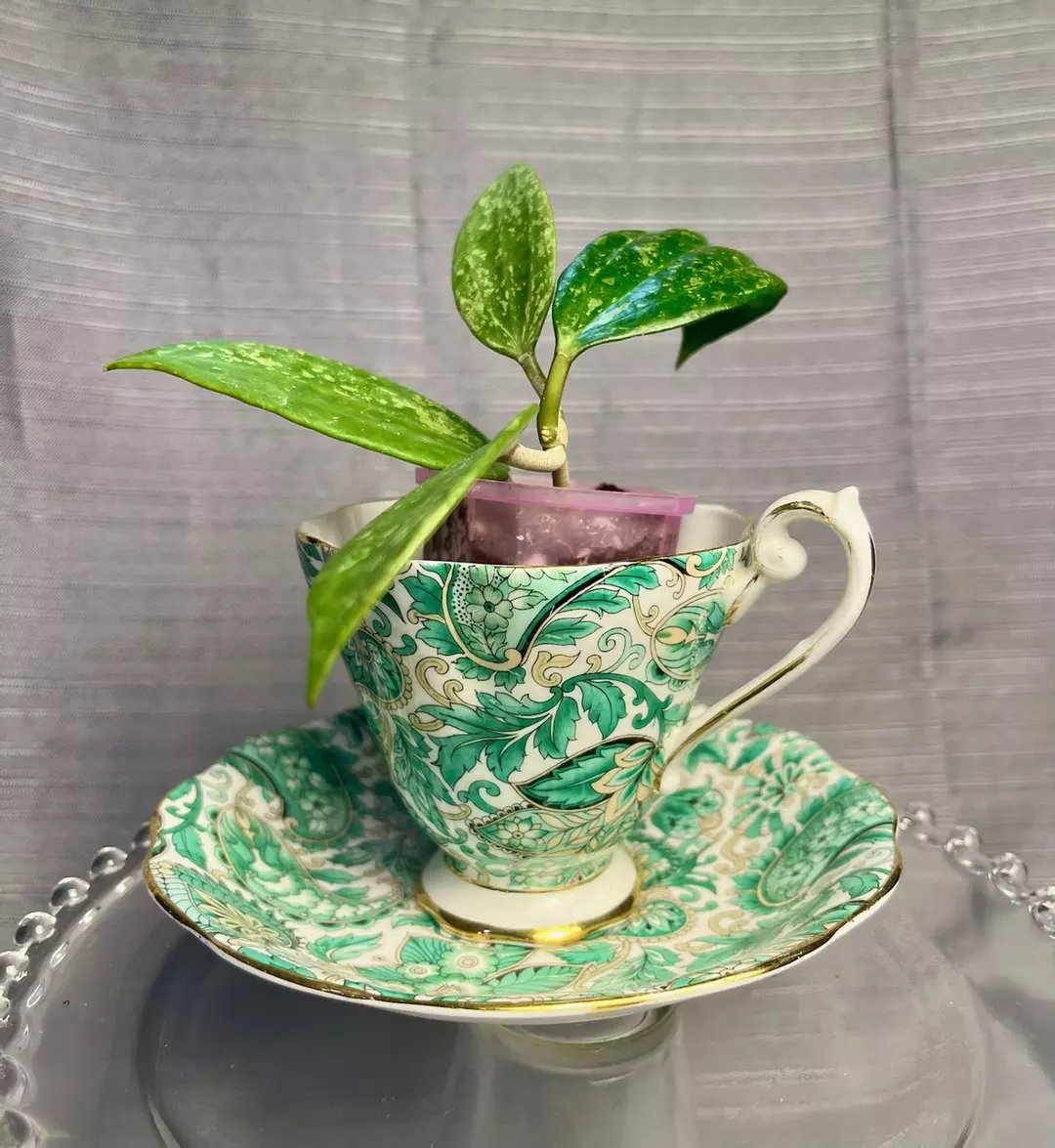 Rangasan & Refinement ☕️🧚🌱💚 thumbnail