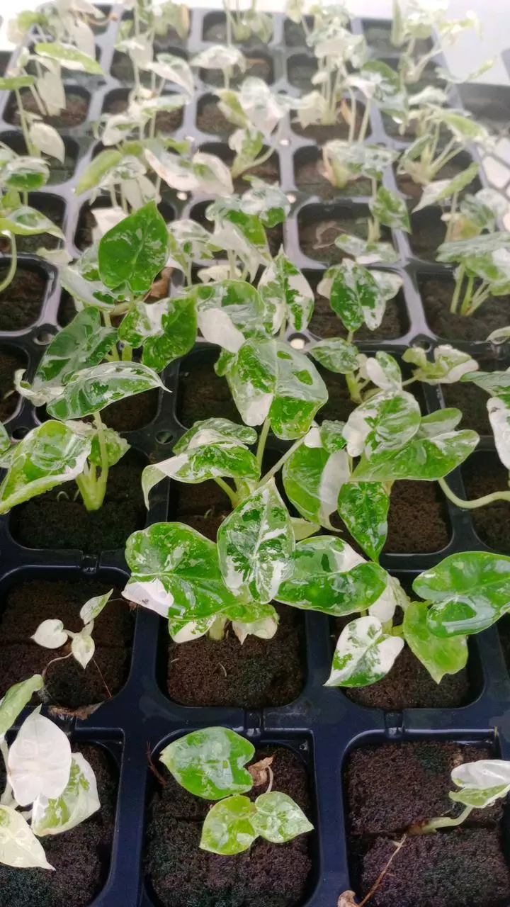 Frydek Vari Starter thumbnail