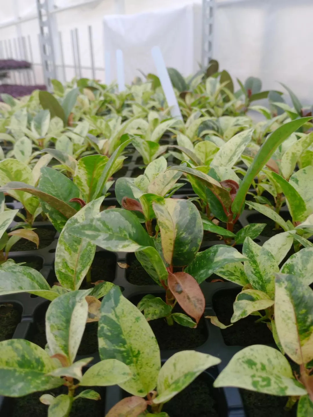 Ficus Shivereana Starter thumbnail