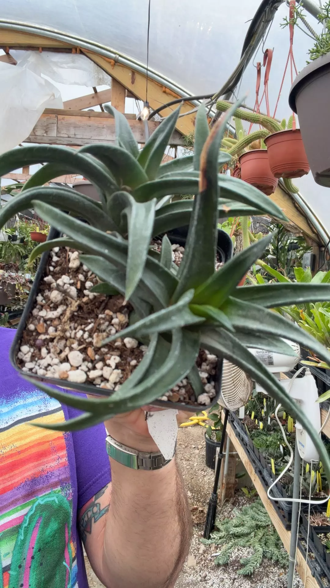 H cv ‘Hayashi’ thumbnail