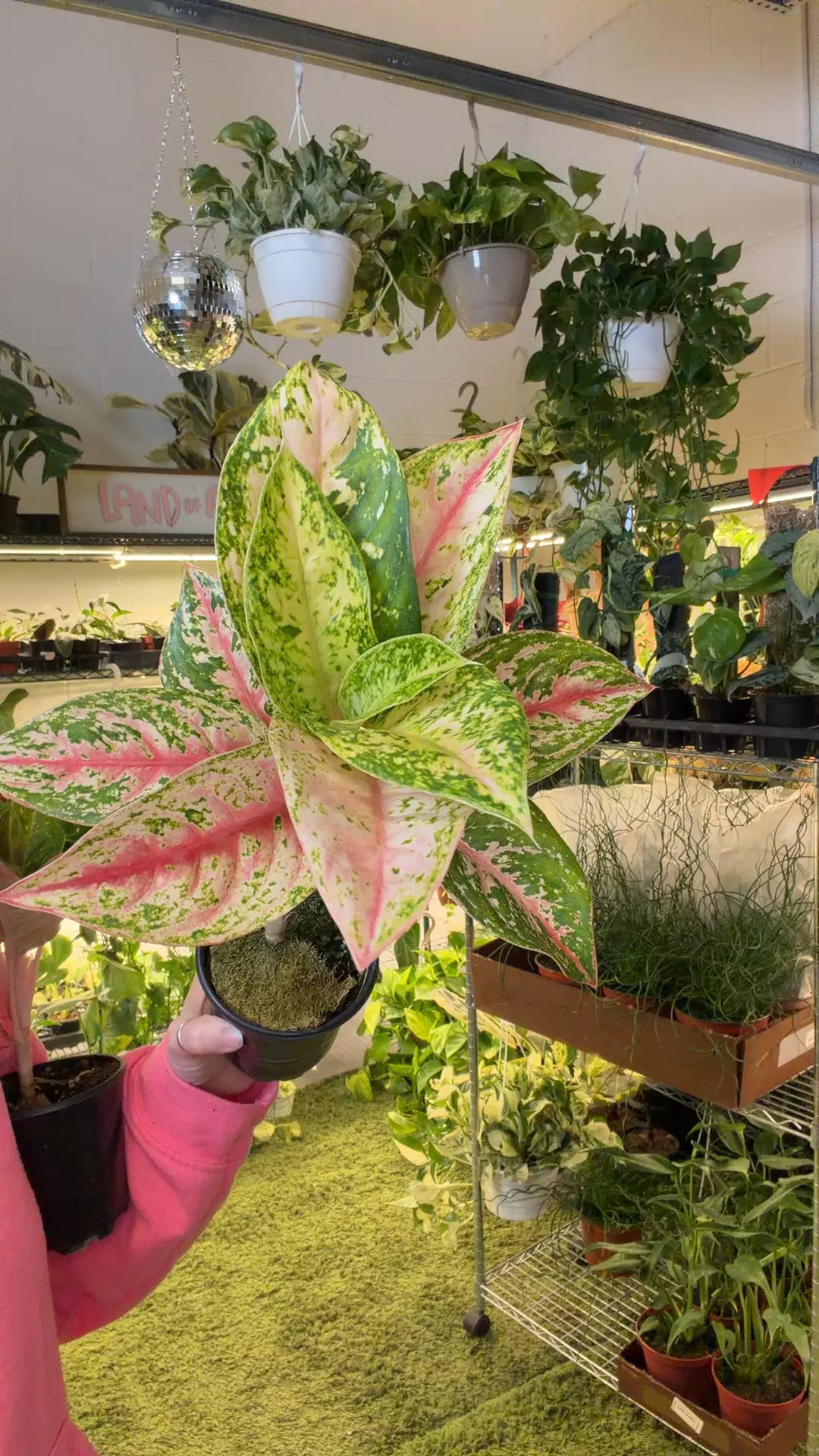 aglo red mahasetti thumbnail