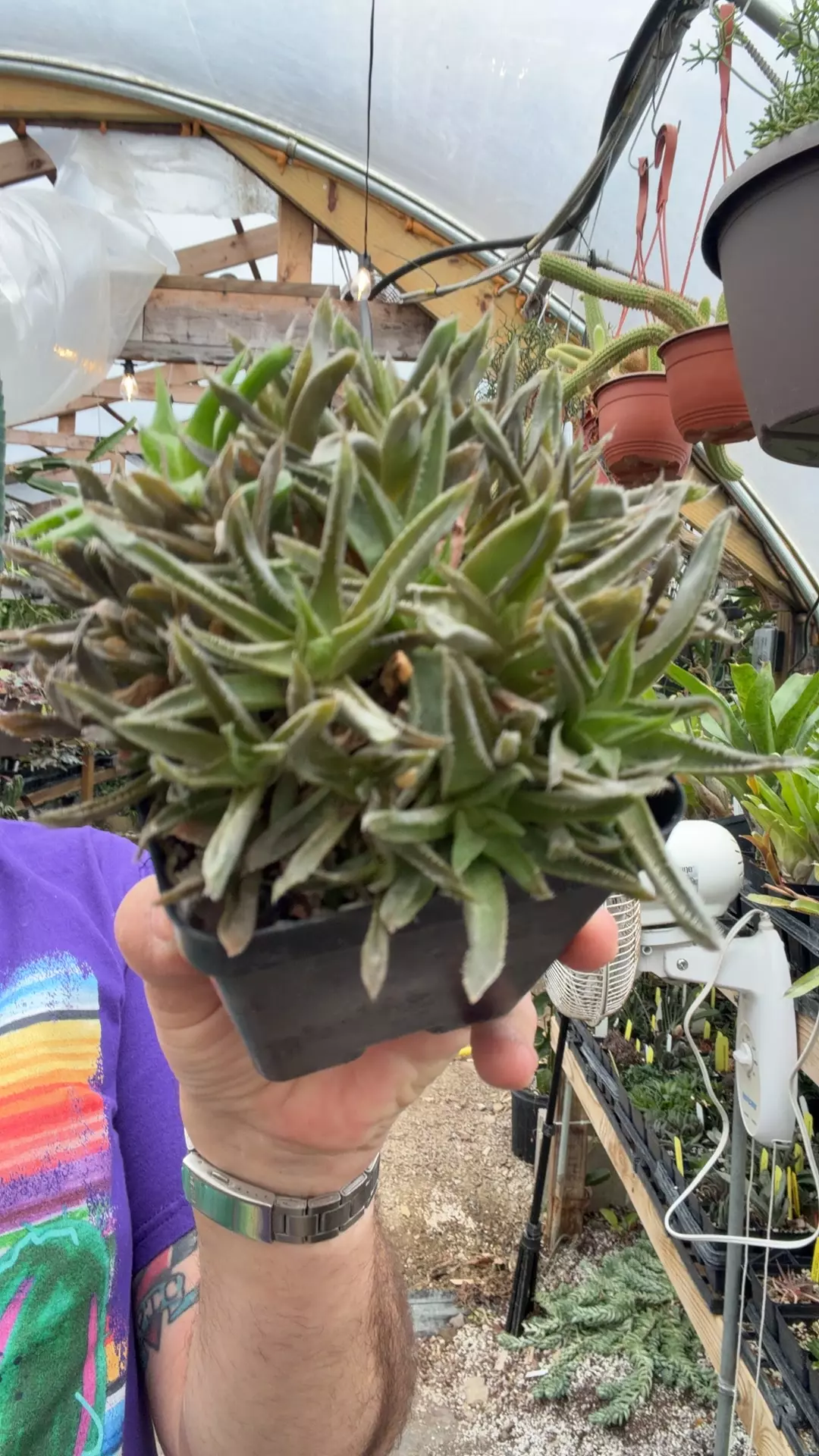 H haageana 4” thumbnail