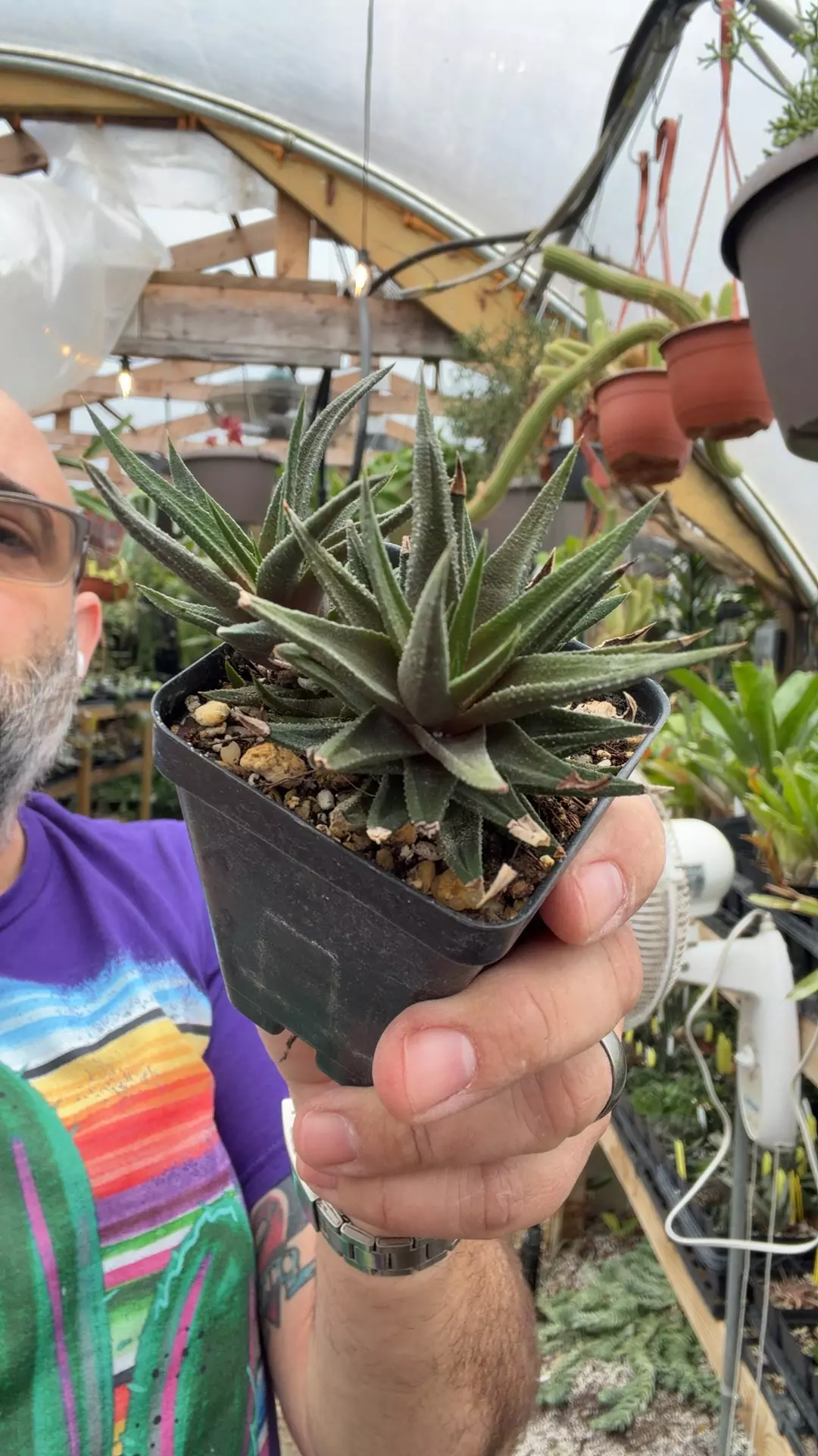 H glabrata v perviridis thumbnail