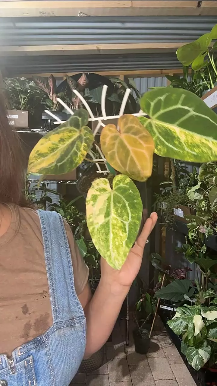 4” papi x magnificum vg thumbnail