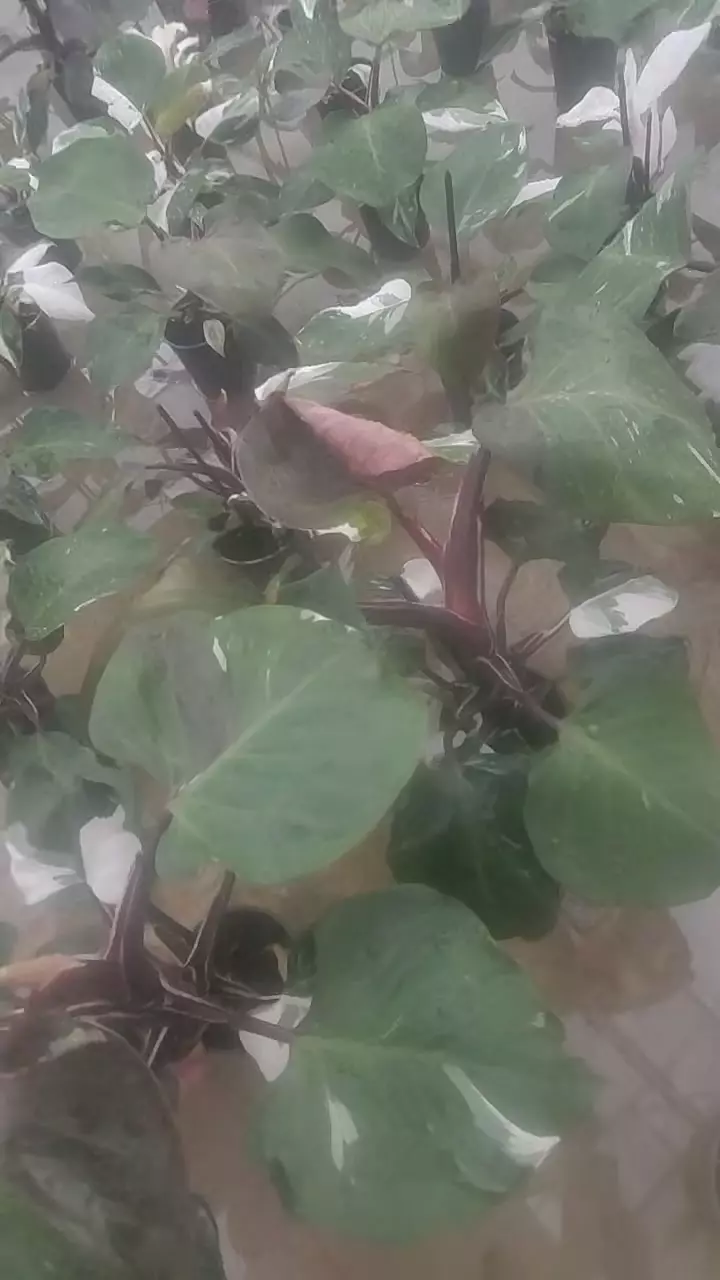 White Knight Skittles Large thumbnail