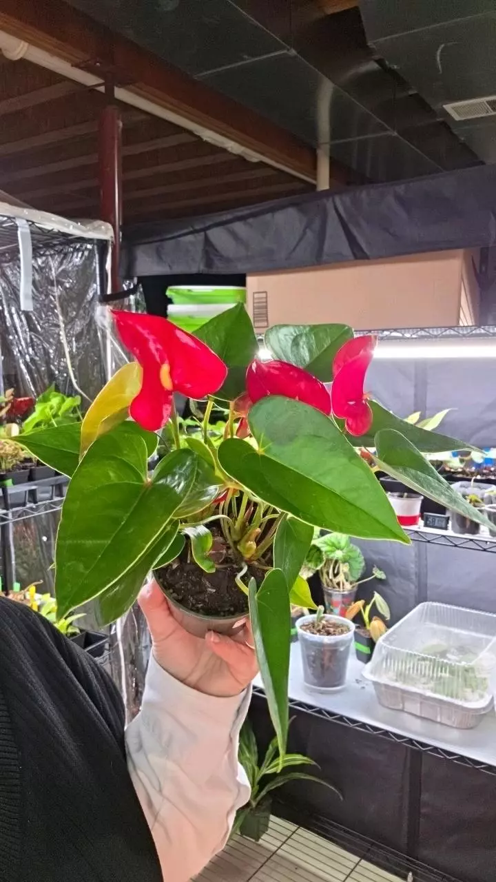 Anthurium Jumbo Red thumbnail
