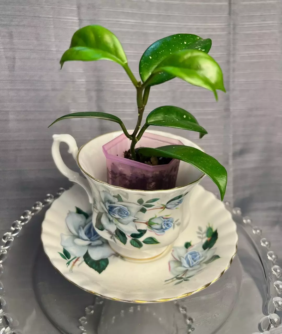 Petals, Porcelain & Potential thumbnail