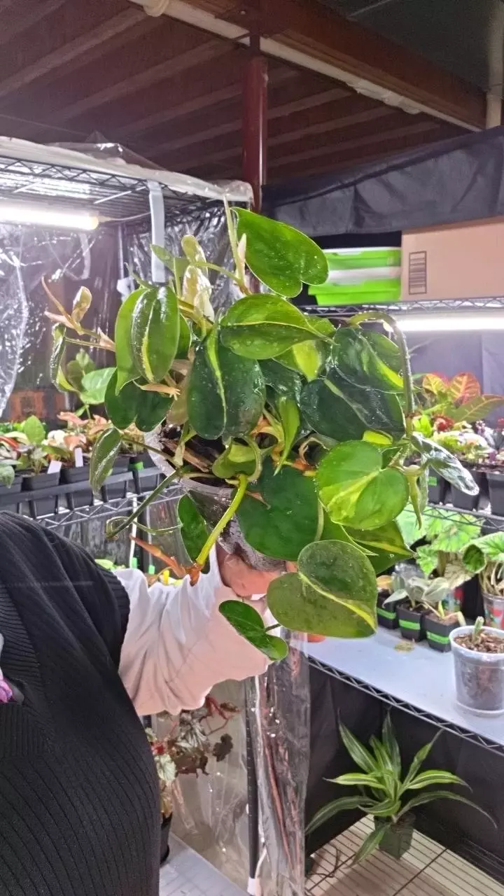 Philo Brazil thumbnail