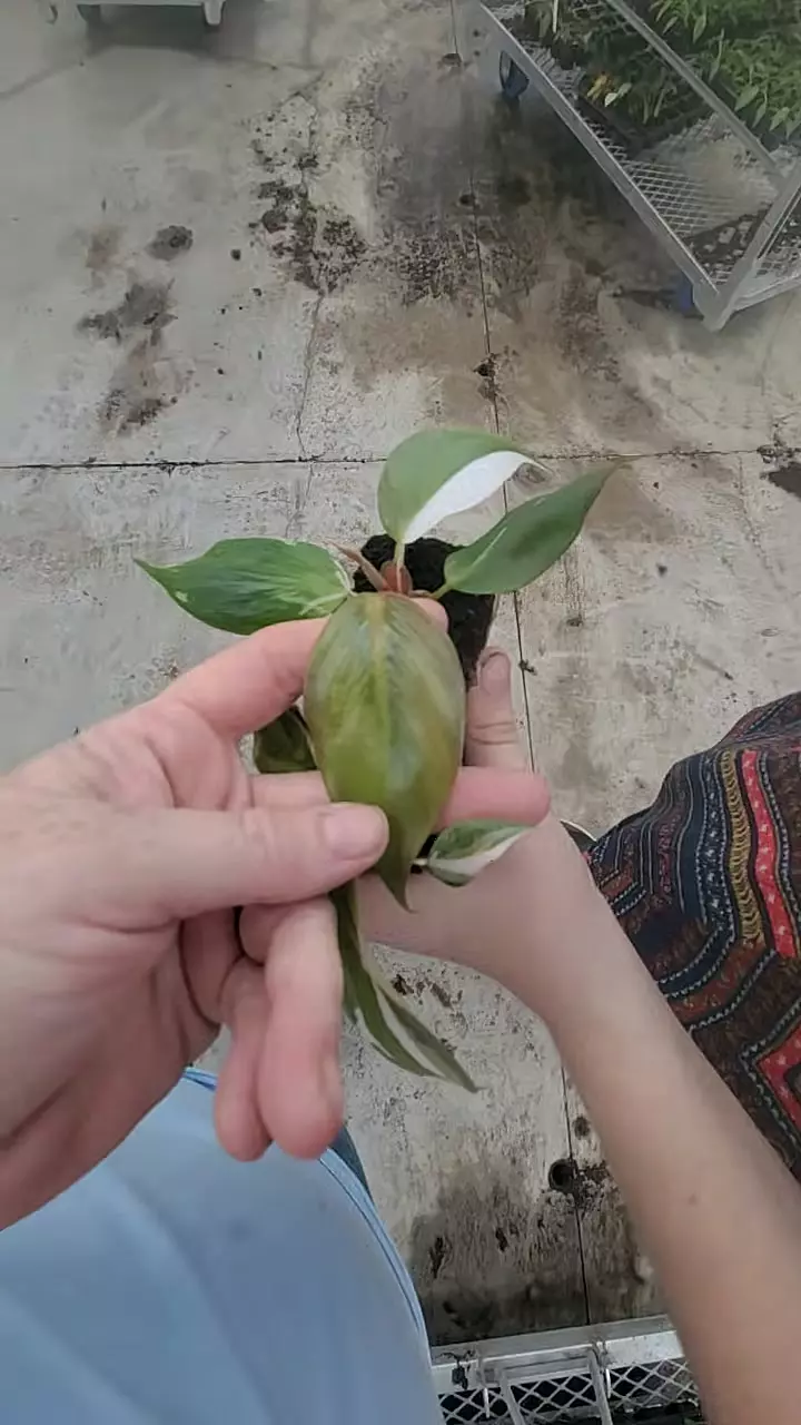 White Knight Skittles Starter thumbnail