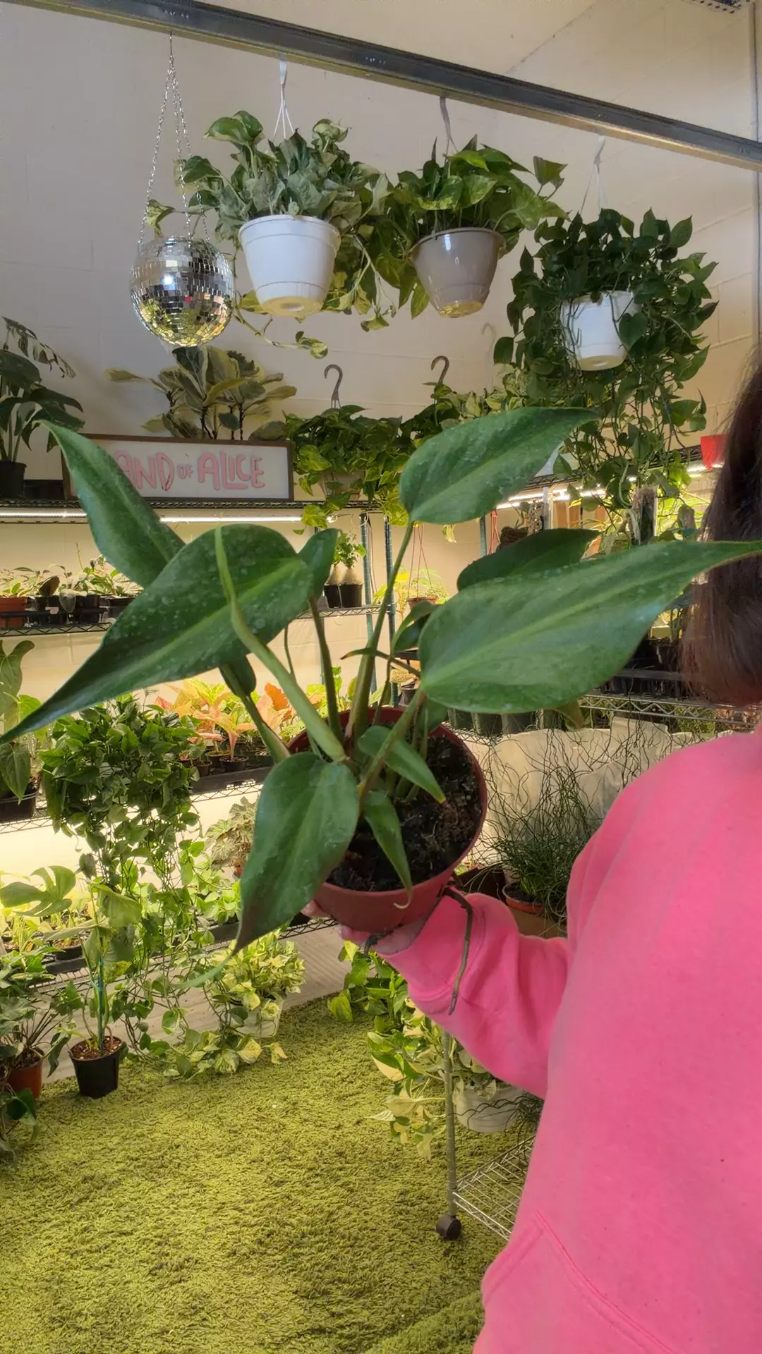 monstera Burle Marx flame 6” pot thumbnail