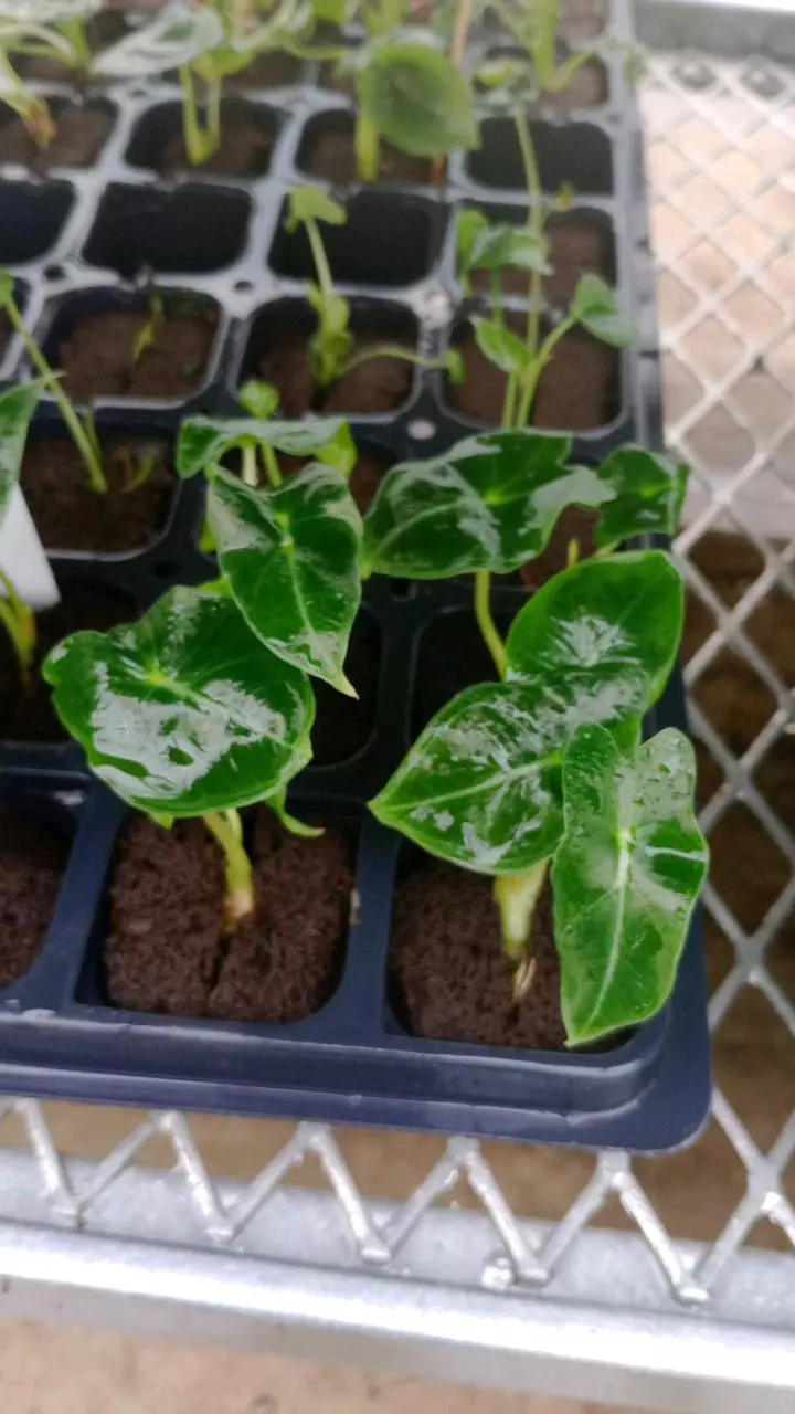 Dragon Tooth Alocasia Starter thumbnail