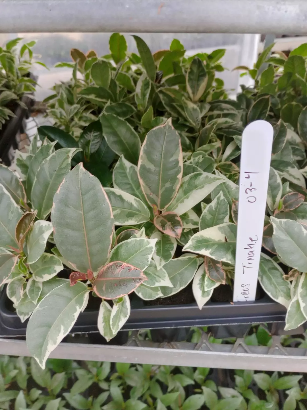 Ficus Tineke Starter thumbnail