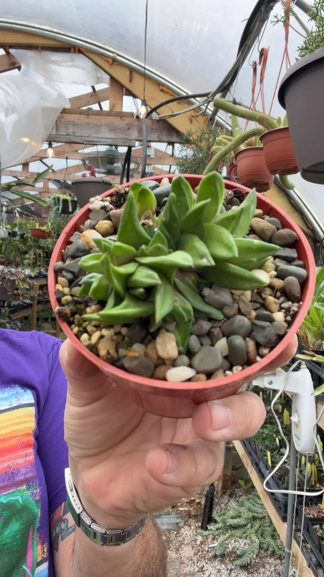 H starkiana v starkiana thumbnail