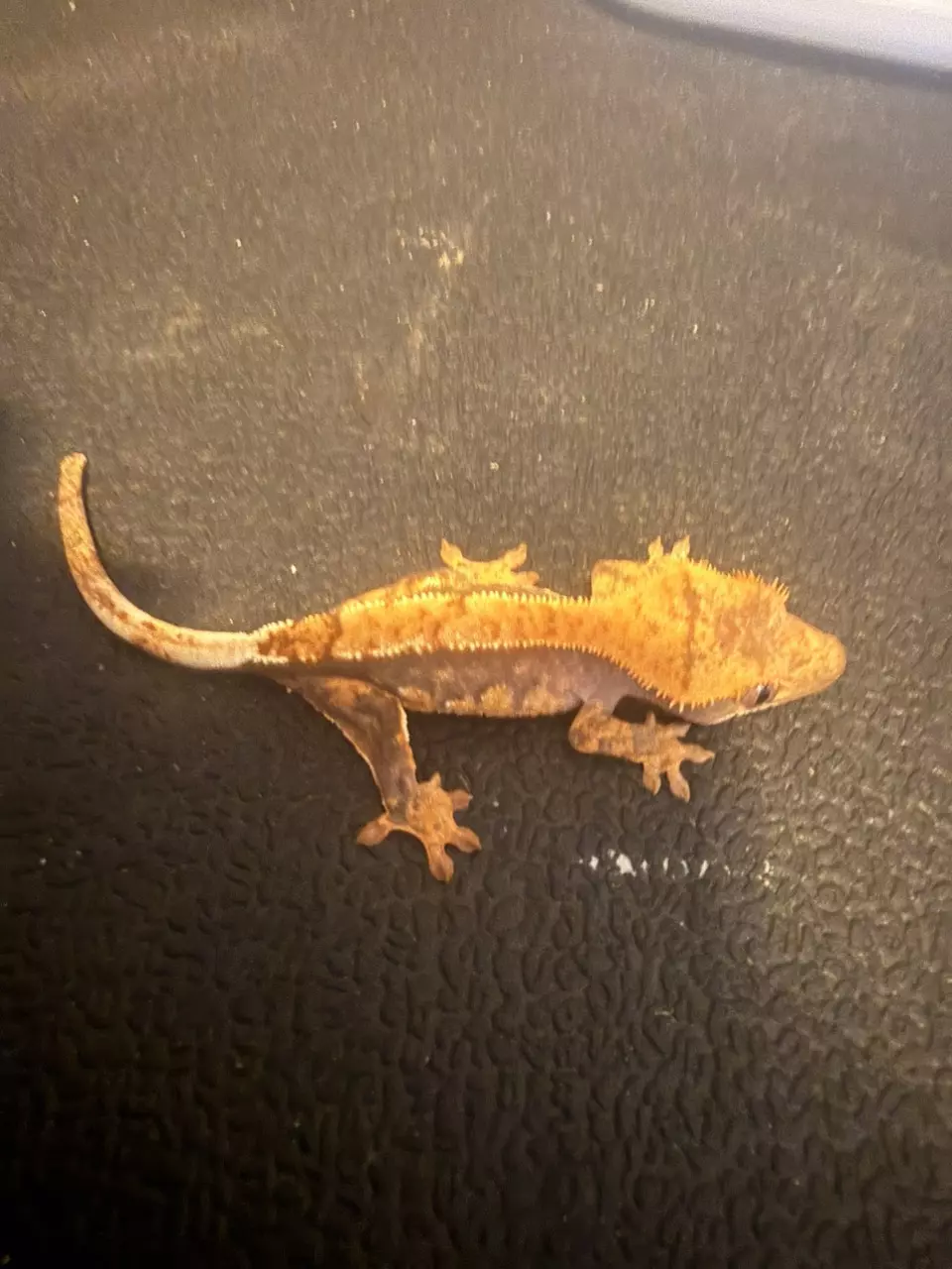 partial pinstripe thumbnail