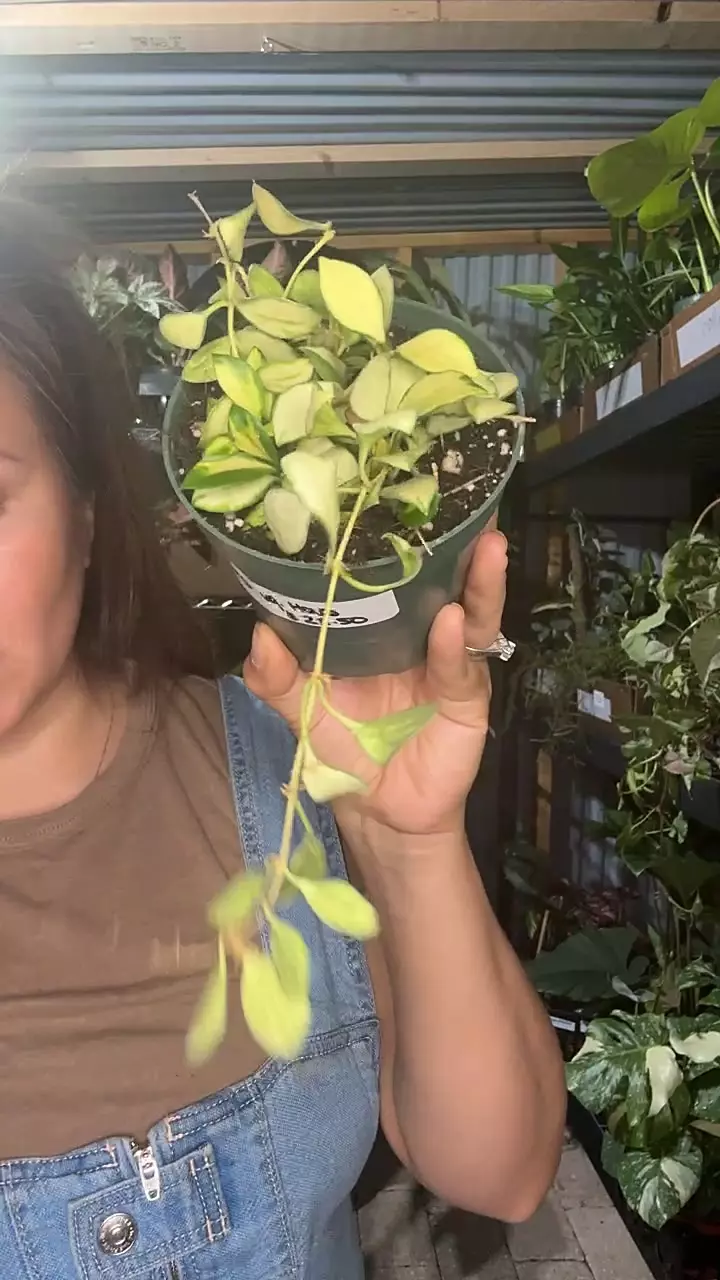 4” heuskeliana vg thumbnail